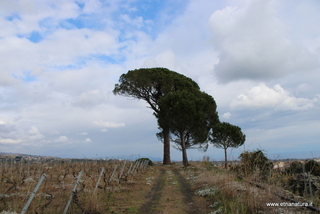 Pini masseria Cosentini